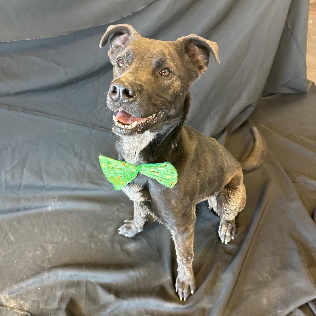 Krane (Chase), an adoptable Black Labrador Retriever in Rifle, CO, 81650 | Photo Image 6