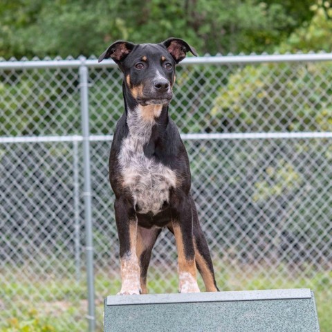 Blue heeler and doberman hot sale mix