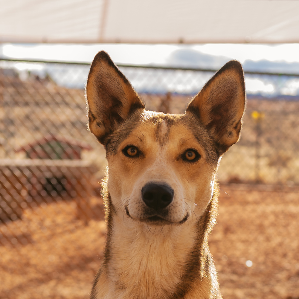 Wiley, an adoptable Shepherd in Page, AZ, 86040 | Photo Image 1