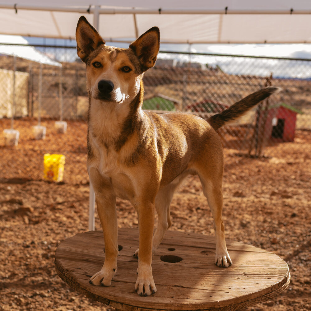 Wiley, an adoptable Shepherd in Page, AZ, 86040 | Photo Image 2