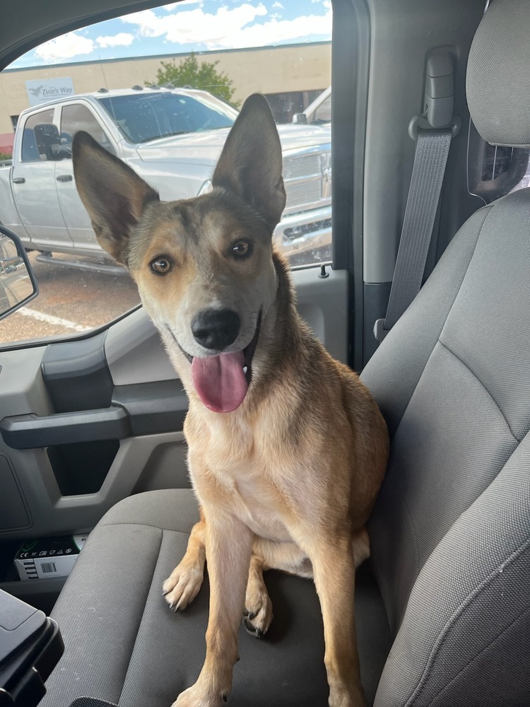 Wiley, an adoptable Shepherd in Page, AZ, 86040 | Photo Image 3