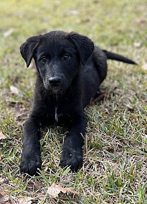 Heartland labradors sales