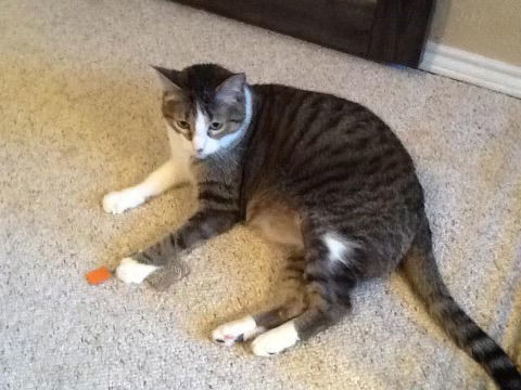 Bella Mia, an adoptable Domestic Short Hair in Mesquite, TX, 75150 | Photo Image 1