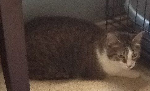 Bella Mia, an adoptable Domestic Short Hair in Mesquite, TX, 75150 | Photo Image 2