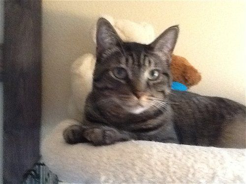 Spunky, an adoptable Domestic Short Hair in Mesquite, TX, 75150 | Photo Image 1