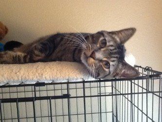 Spunky, an adoptable Domestic Short Hair in Mesquite, TX, 75150 | Photo Image 2