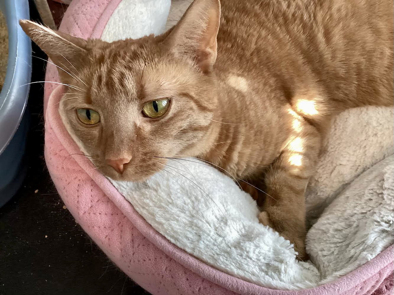 Peaches, an adoptable Domestic Short Hair, Tabby in Mesquite, TX, 75150 | Photo Image 1