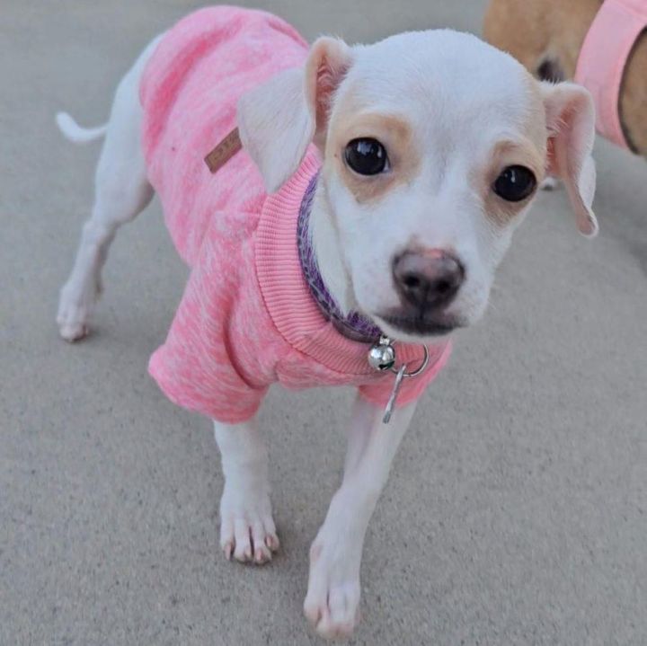 Natalie , an adopted Chihuahua Mix in Clovis, CA_image-1