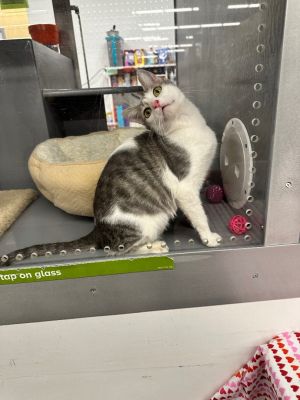 Petsmart best sale cat sitting