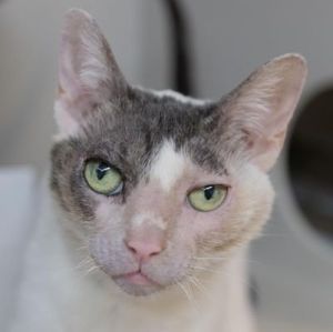 Meet Lily a gentle soul who is ready to blossom in a loving home Lily is a senior sweetheart on