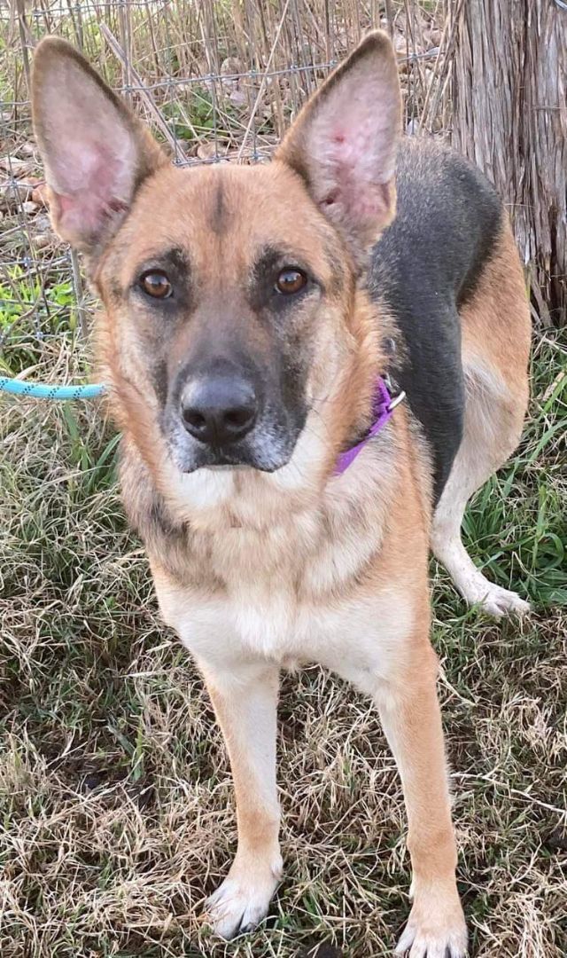 Dog for adoption - Saving Grace, a German Shepherd Dog Mix in ...