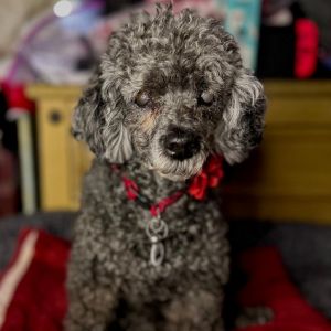 Petfinder toy outlet poodle