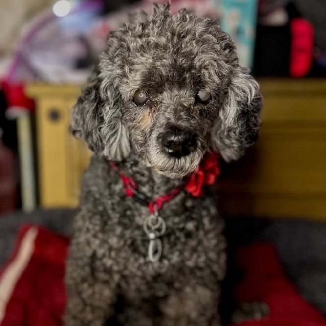 Coco best sale poodle dog