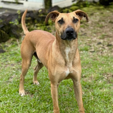 Charlie, an adoptable Mixed Breed in Keaau, HI, 96749 | Photo Image 1