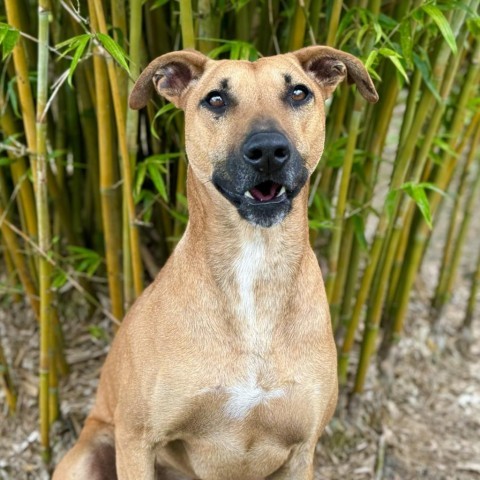 Charlie, an adoptable Mixed Breed in Keaau, HI, 96749 | Photo Image 3