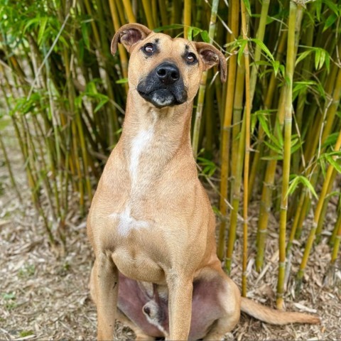 Charlie, an adoptable Mixed Breed in Keaau, HI, 96749 | Photo Image 4