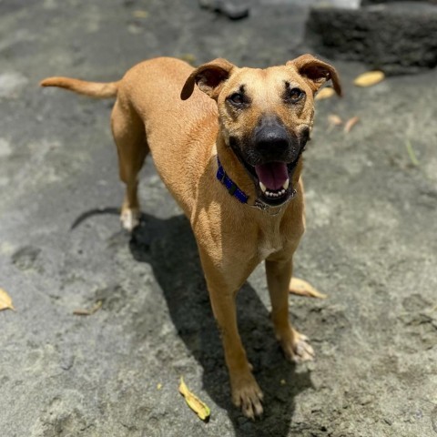 Charlie, an adoptable Mixed Breed in Keaau, HI, 96749 | Photo Image 5