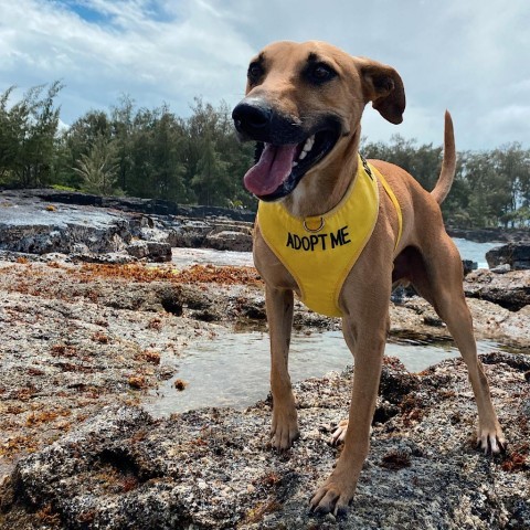 Charlie, an adoptable Mixed Breed in Keaau, HI, 96749 | Photo Image 6