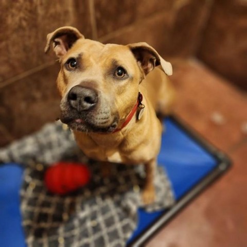 Mable, an adoptable English Bulldog in Glenfield, NY, 13343 | Photo Image 1