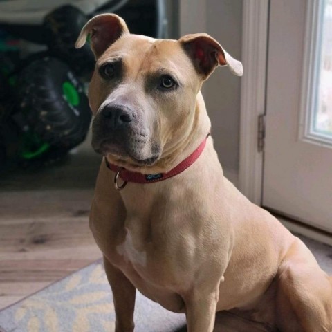 Mable, an adoptable English Bulldog in Glenfield, NY, 13343 | Photo Image 3