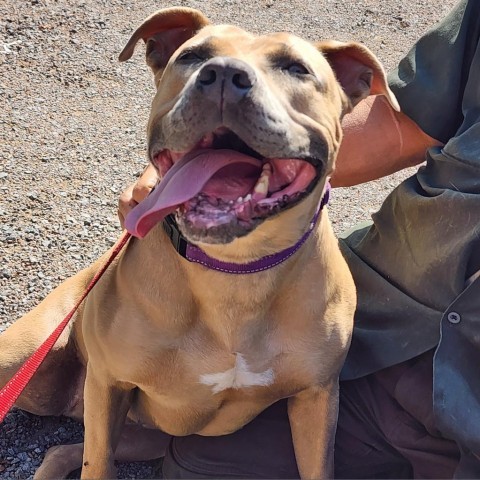 Mable, an adoptable Mixed Breed in Glenfield, NY, 13343 | Photo Image 3