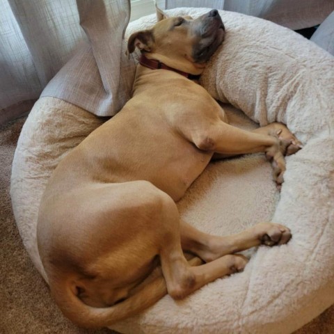 Mable, an adoptable English Bulldog in Glenfield, NY, 13343 | Photo Image 4