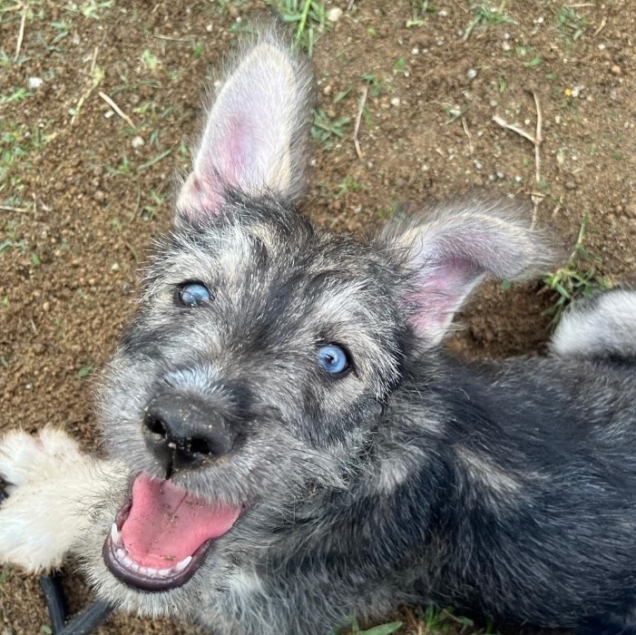 Siberian husky schnauzer sales mix