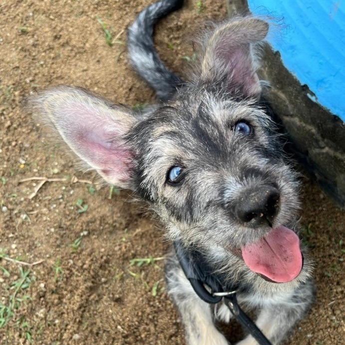 Schnauzer husky 2024 mix puppies