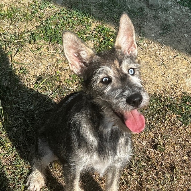 Husky and hot sale schnauzer mix