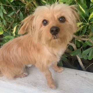 Pomeranian silky best sale terrier mix