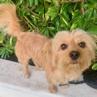 Pomeranian silky terrier sales mix