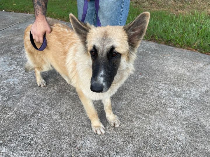 Belgian tervuren hot sale mix