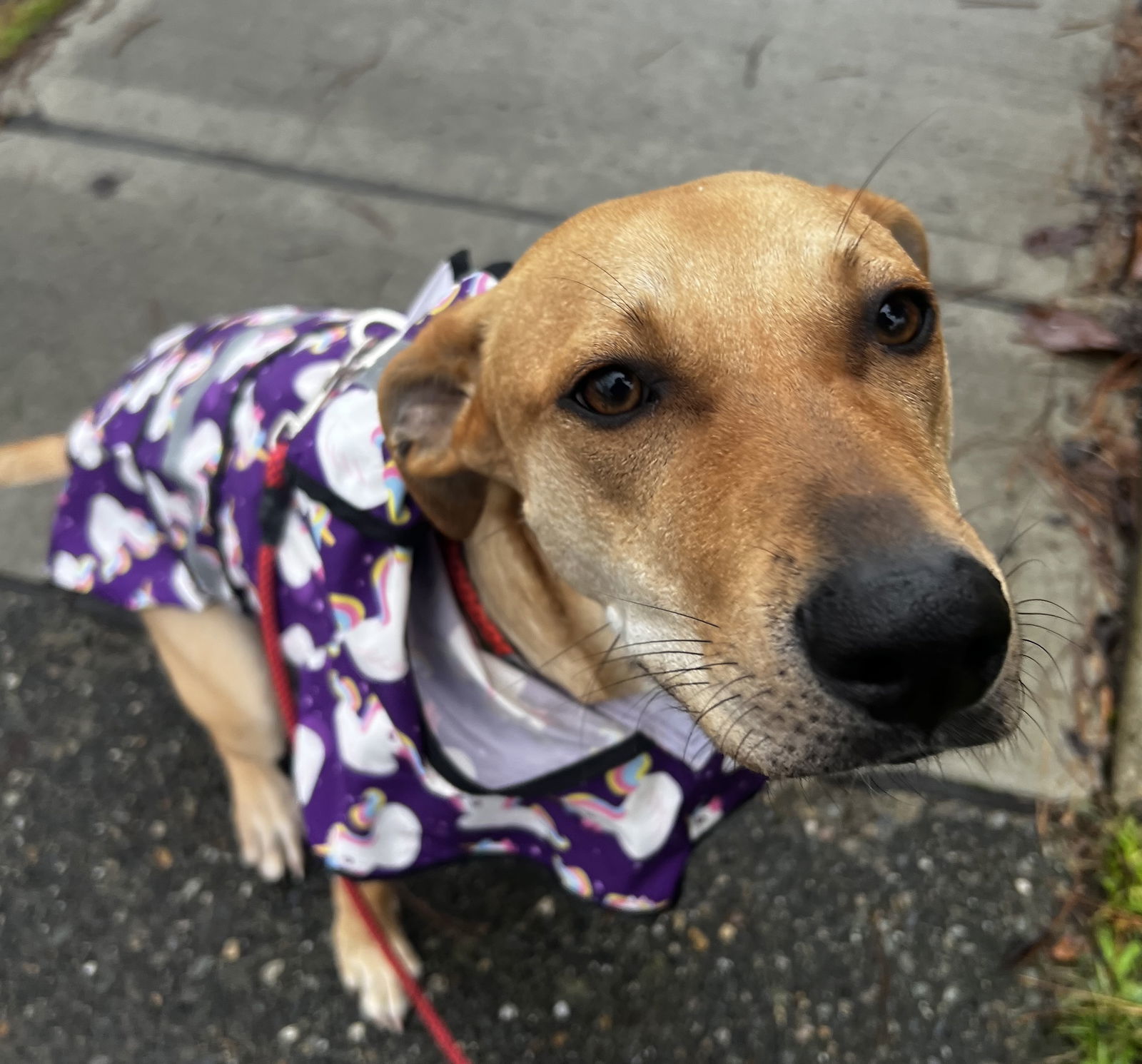 Spaghetti - Awesome Friend, an adoptable Labrador Retriever, Whippet in Seattle, WA, 98119 | Photo Image 1