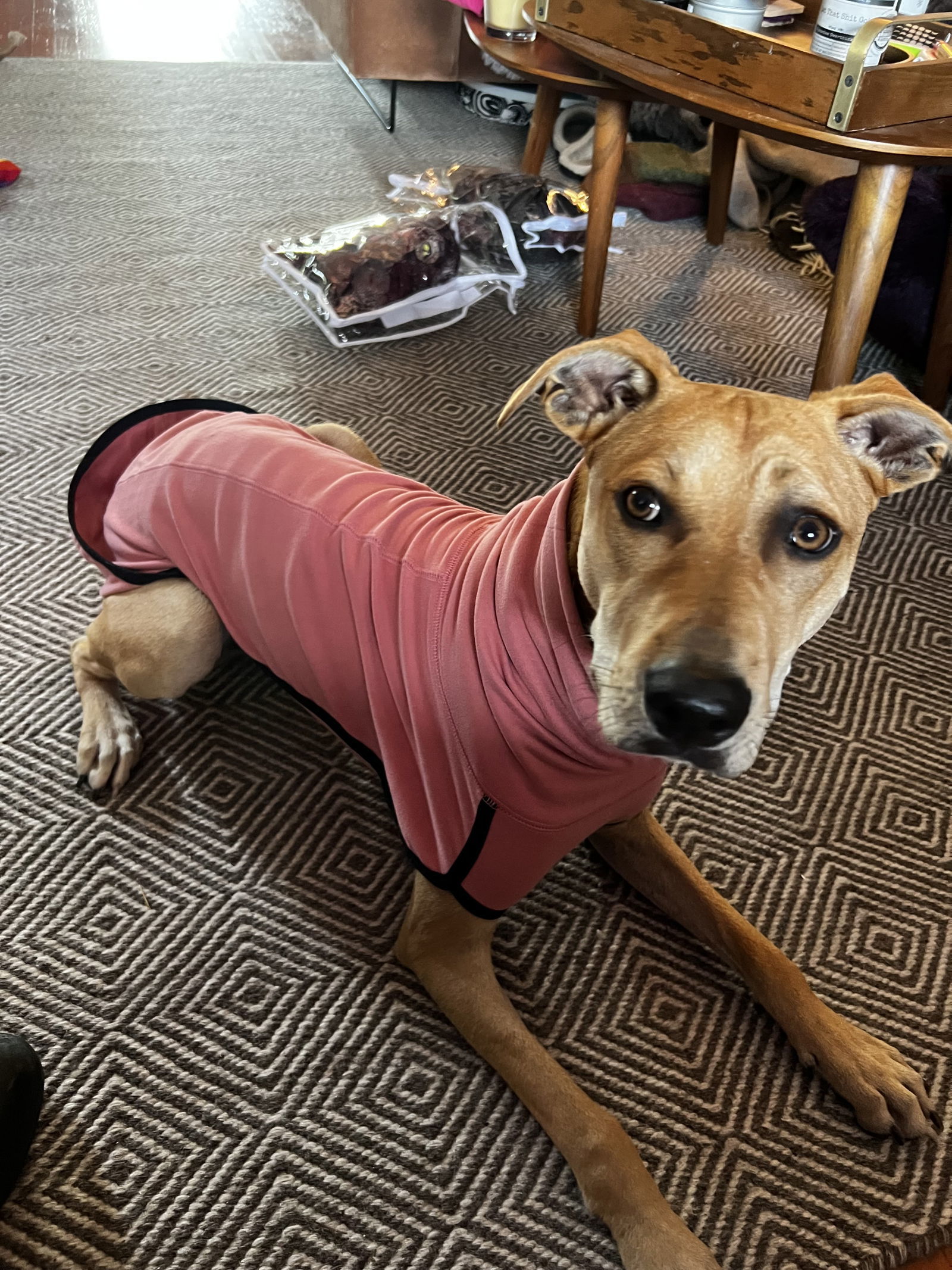 Spaghetti - Awesome Friend, an adoptable Labrador Retriever, Whippet in Seattle, WA, 98119 | Photo Image 2