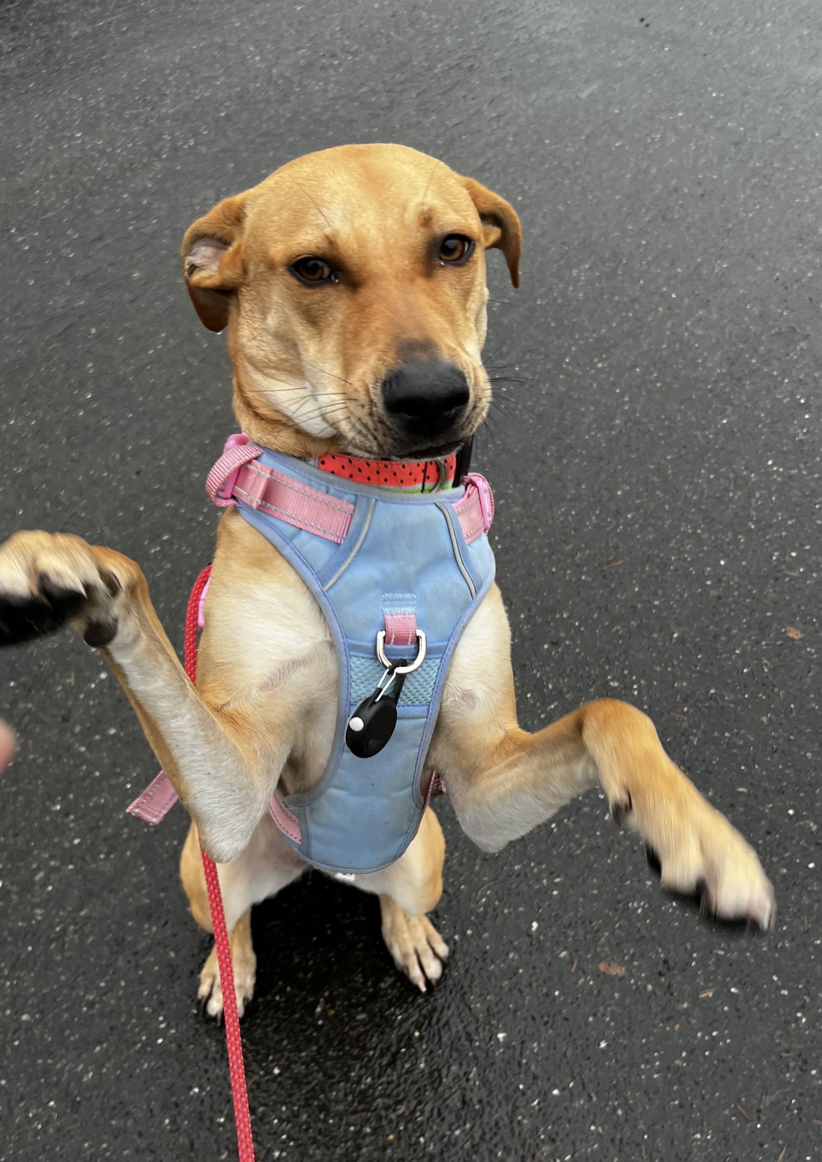 Spaghetti - Awesome Friend, an adoptable Labrador Retriever, Whippet in Seattle, WA, 98119 | Photo Image 3