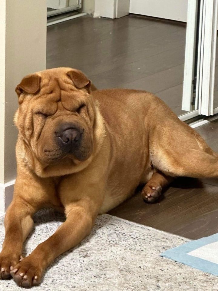 Shar pei hot sale petfinder