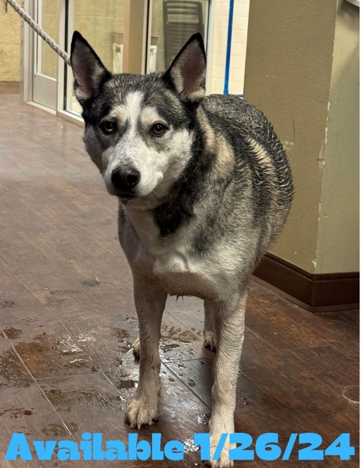 Husky kennel clearance