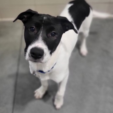 Dog for adoption Mia a Border Collie Mix in Santa Cruz CA