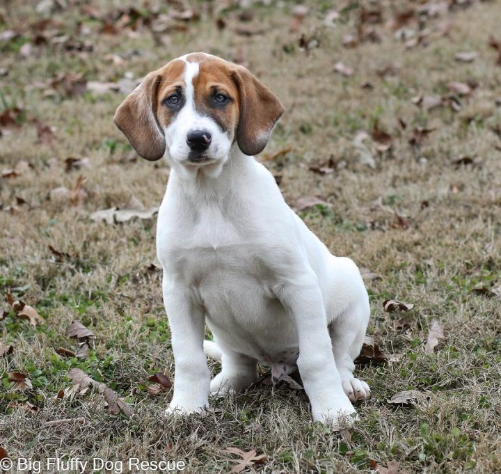 Fluffy sales beagle mix