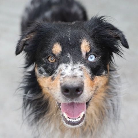 Petfinder 2024 australian shepherd