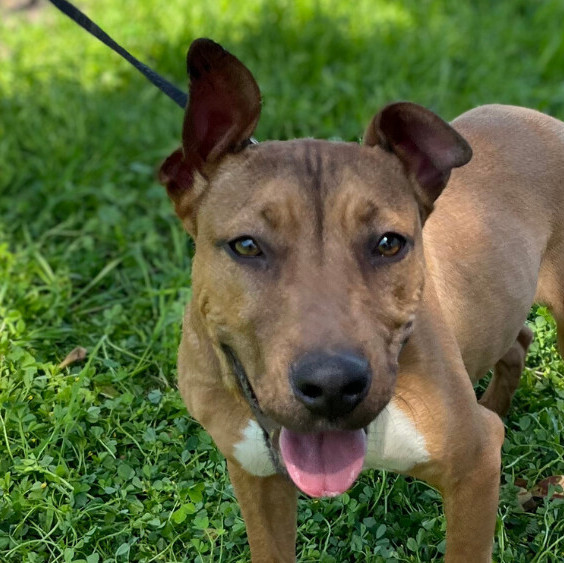 Staffordshire bull terrier 2024 cross rhodesian ridgeback