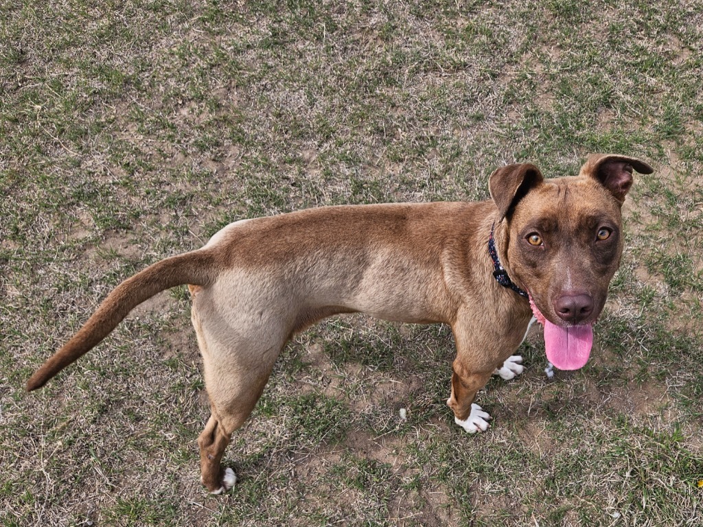 Pebbles, an adoptable Pit Bull Terrier in Pratt, KS, 67124 | Photo Image 1