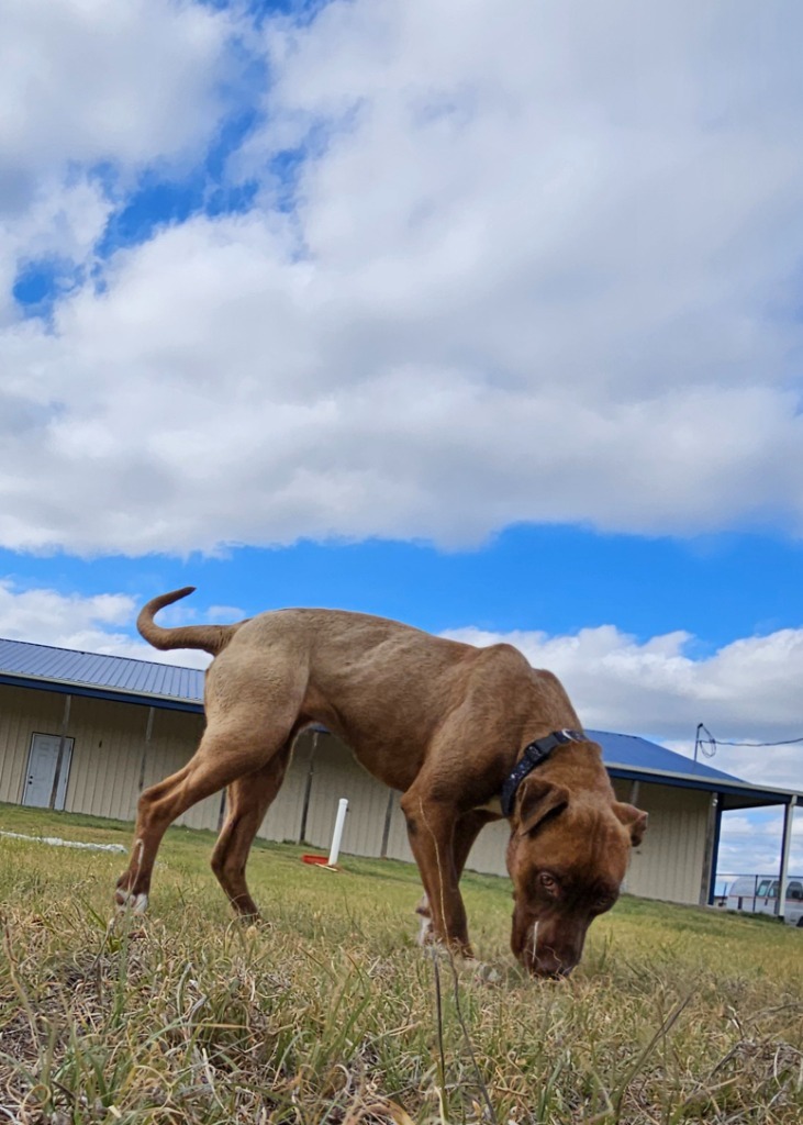 Pebbles, an adoptable Pit Bull Terrier in Pratt, KS, 67124 | Photo Image 3