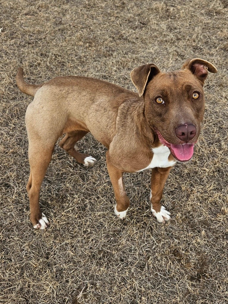 Pebbles, an adoptable Pit Bull Terrier in Pratt, KS, 67124 | Photo Image 4