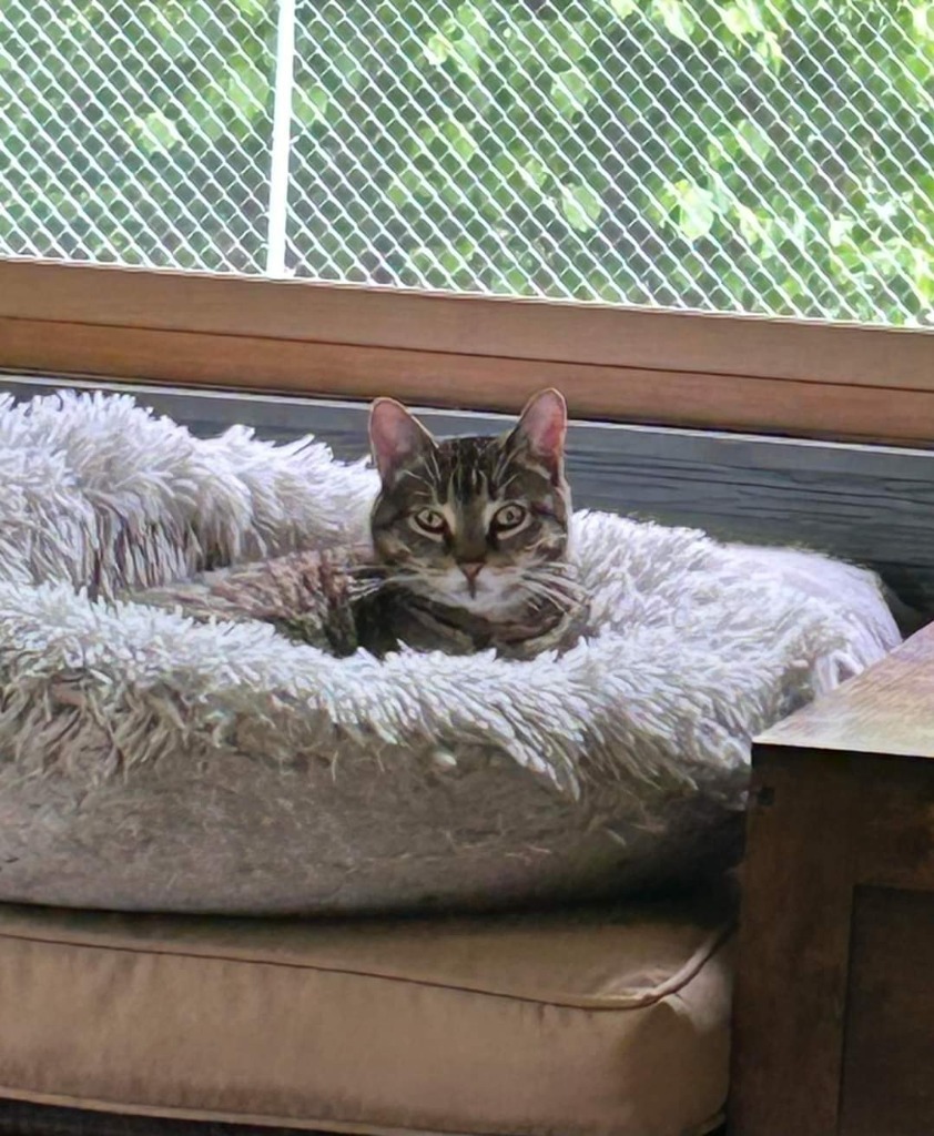 Greta, an adoptable Domestic Short Hair in Grand Rapids, MN, 55744 | Photo Image 1