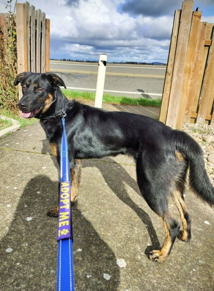 Beauceron border sale collie mix