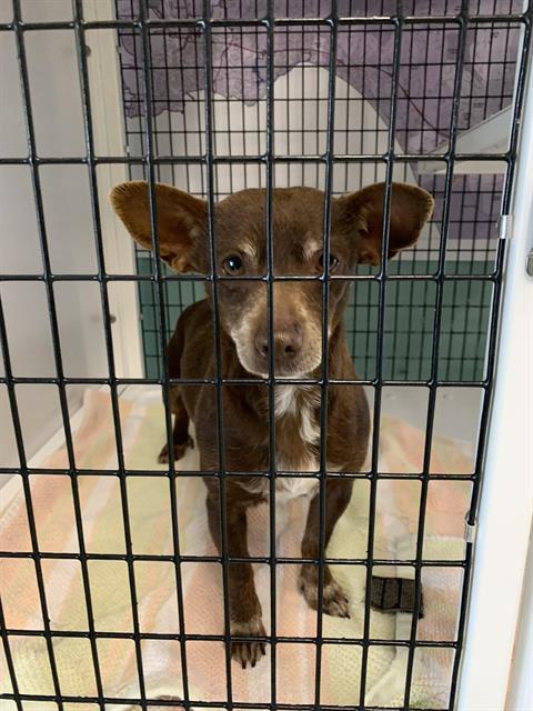 Dog for adoption GANACHE a Chihuahua Mix in Santa Cruz CA