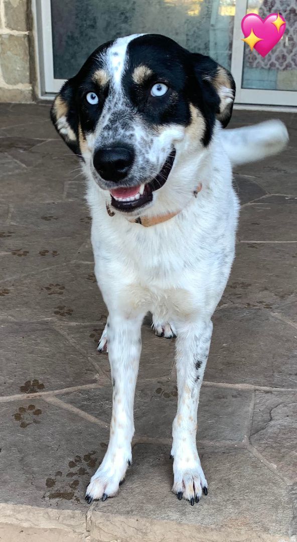 Anatolian shepherd sale catahoula mix