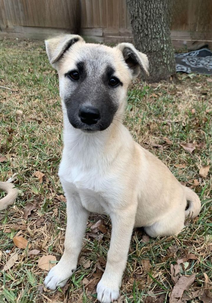 Anatolian lab best sale mix puppies