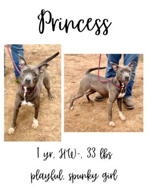 Princess, Adult Female unknown